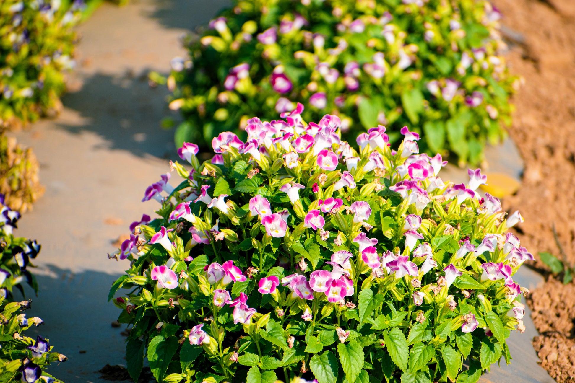 wishbone flower seeds 10 KAUAI MIX TORENIA Fournieri Sun or Shade Wishbone Flower Seeds