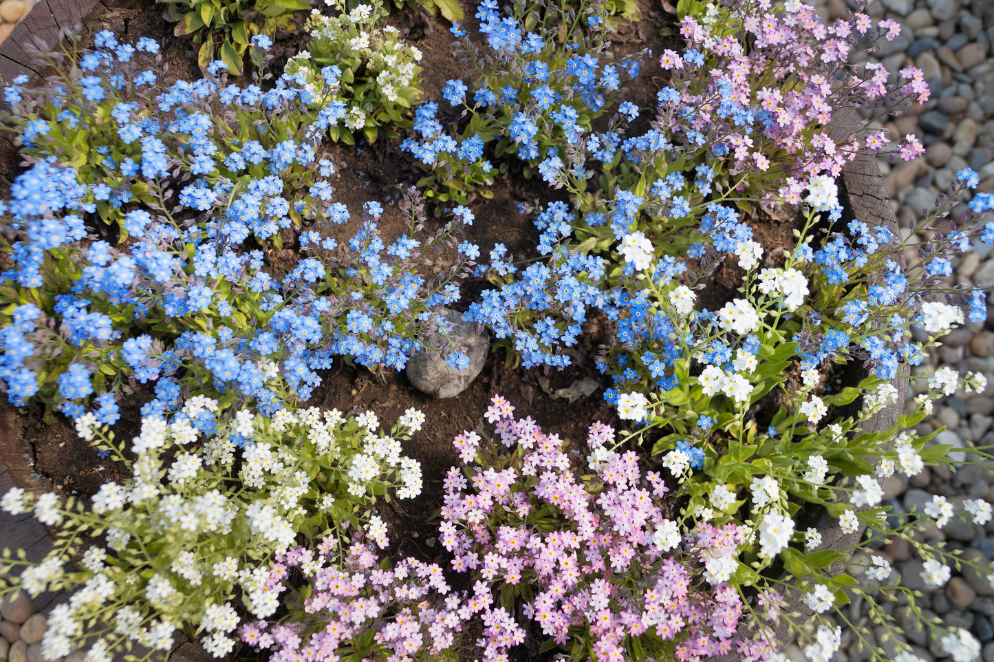 100 Mixed FORGET ME NOT Pink Blue White Mix Myosotis Alpestris Flower Seeds *Flat Shipping