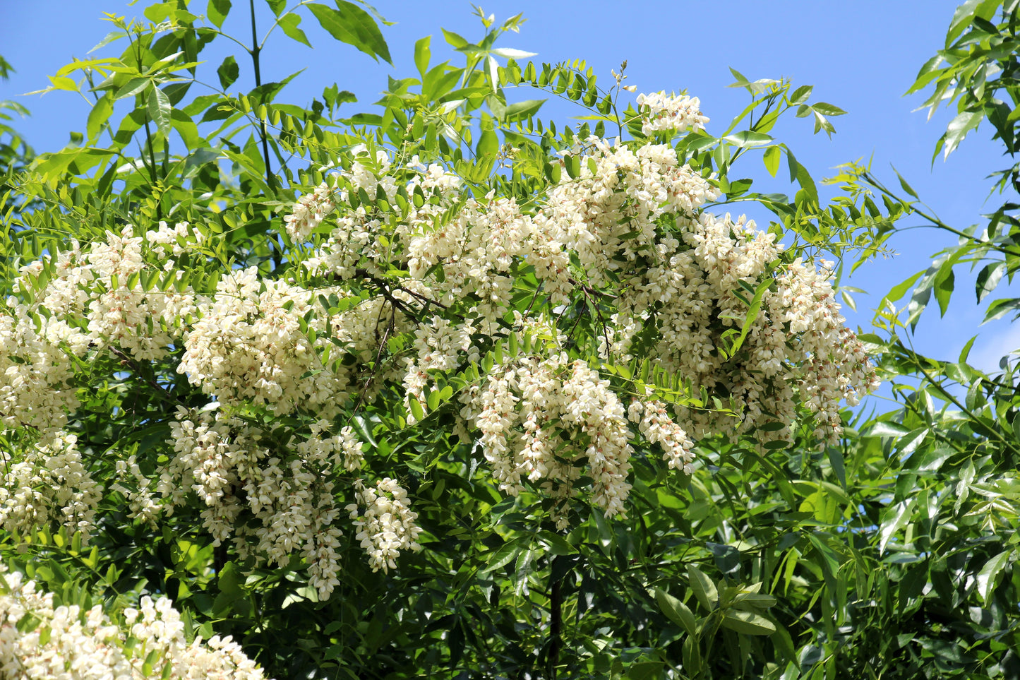 25 Flowering BLACK LOCUST TREE (Yellow Locust / False Acacia) Robinia Pseudoacacia Seeds