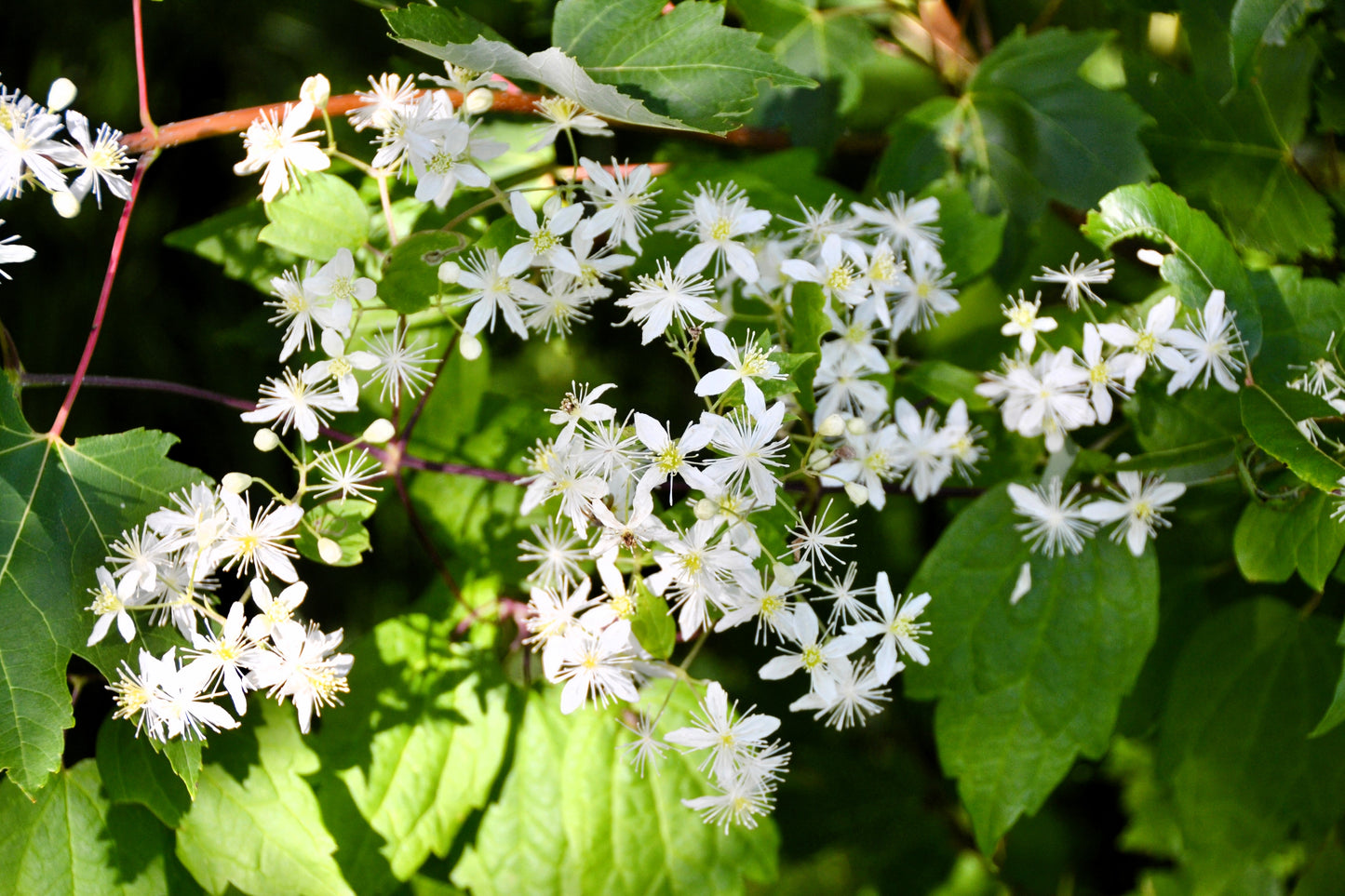 20 WHITE CLEMATIS Virginiana / Virgins Bower Flower Vine Seeds