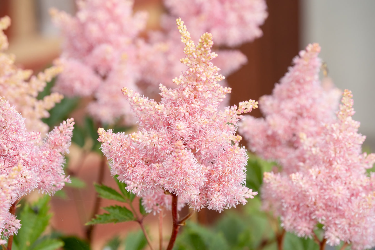 100 PINK MIX ASTILBE (False Spirea / False Goats Beard) Astilbe Chinensis Flower Seeds