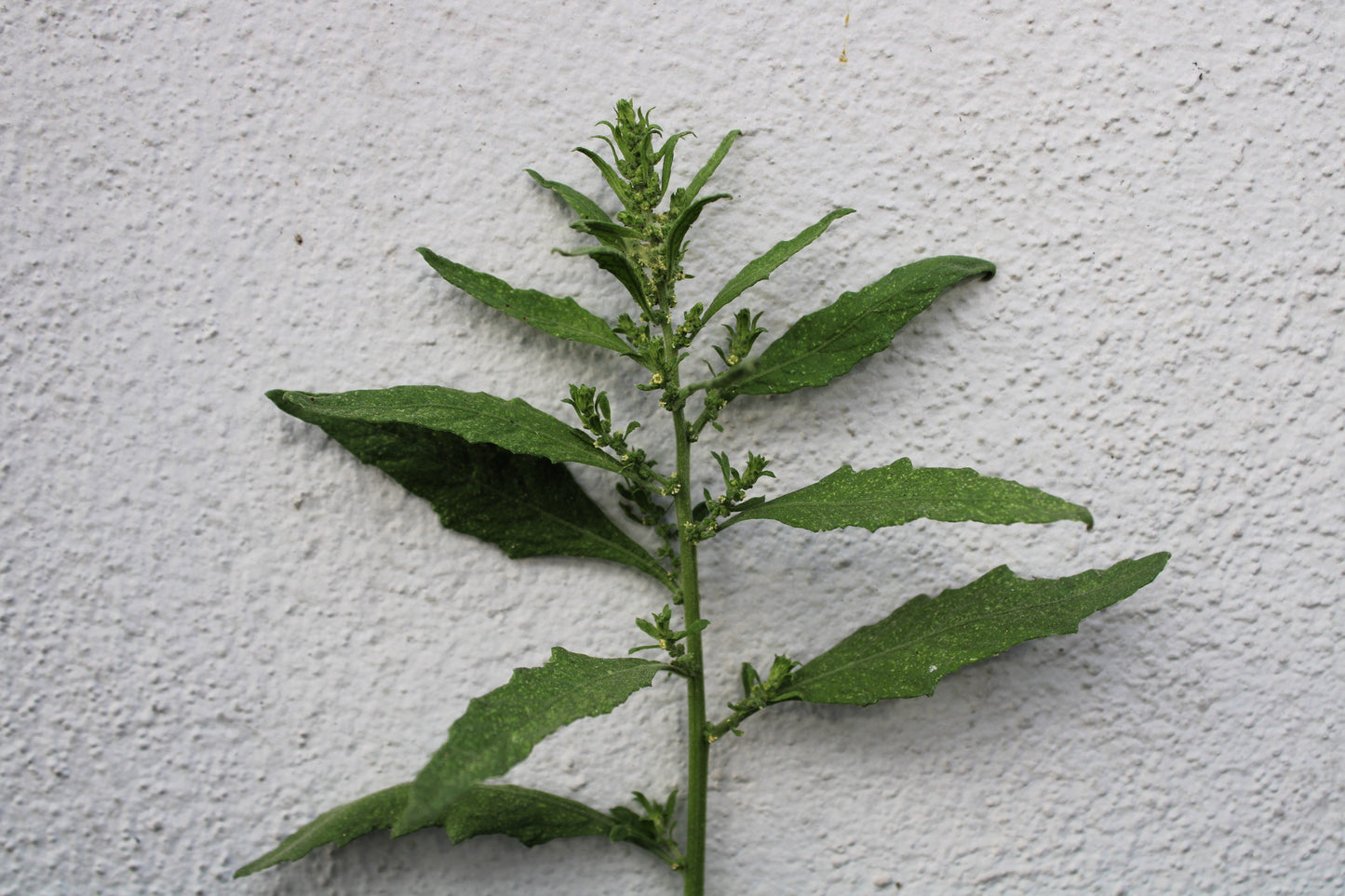 300 EPAZOTE (Mexican Tea) Chenopodium Ambrosioides  Dysphania Herb Flower Seeds