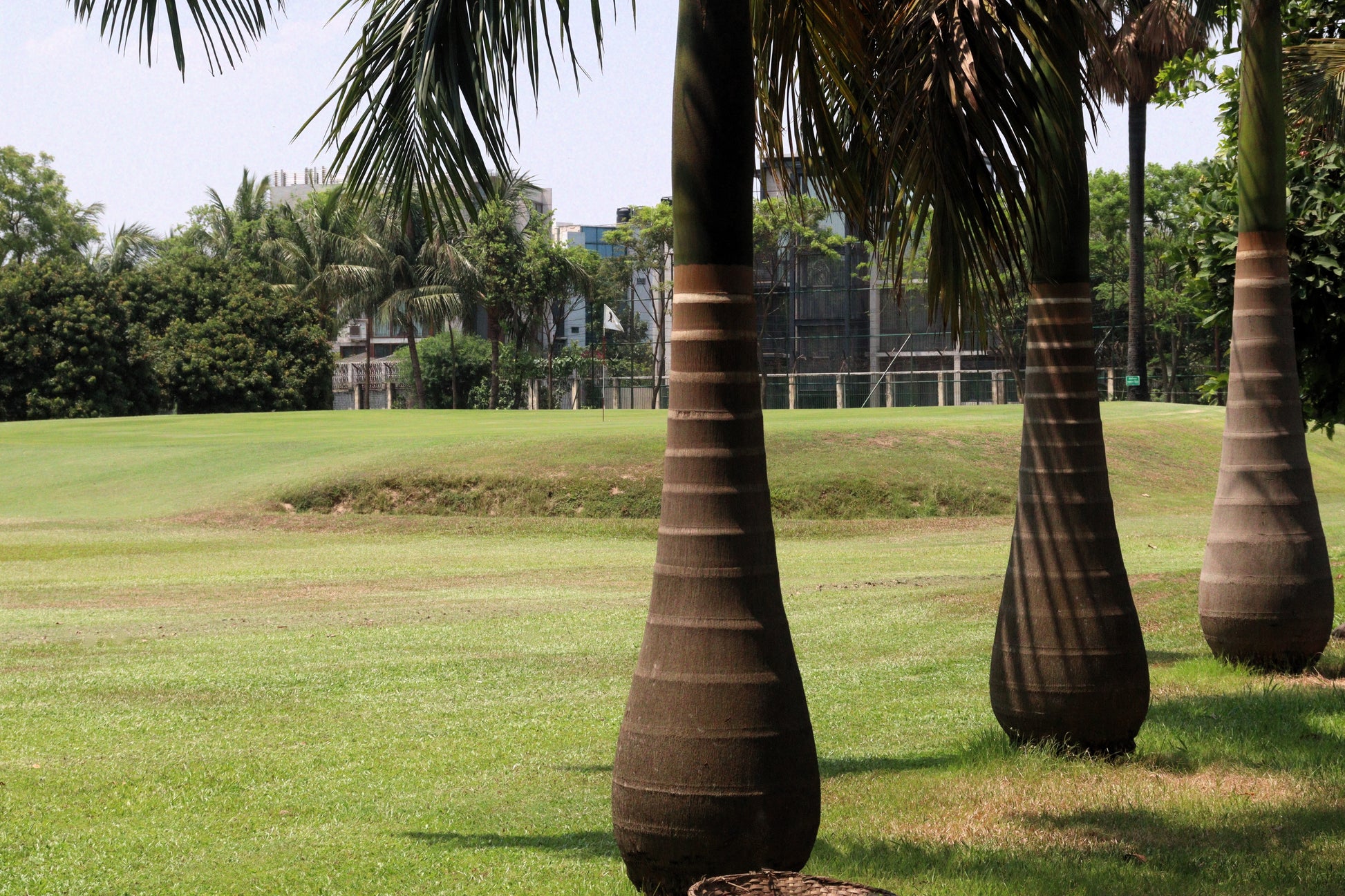 royal palm plant 10 Florida ROYAL PALM Roystonea Regia Tree Houseplant Seeds – Seedville USA