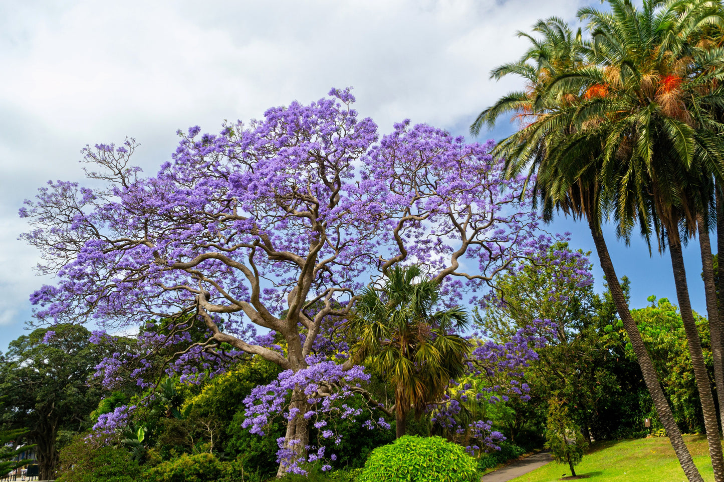 25 BLUE JACARANDA TREE ( Fern Tree / Brazilian Rose Wood / Green Ebony ) Jacaranda Mimosifolia Seeds