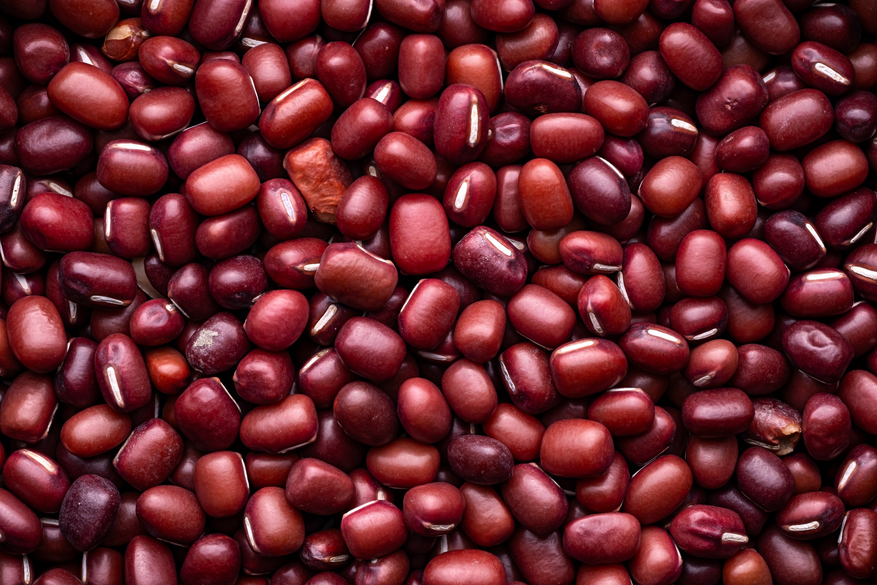 50 ADZUKI BEAN Aduki Red Bean Maroon Phaseolus Angularis Legume