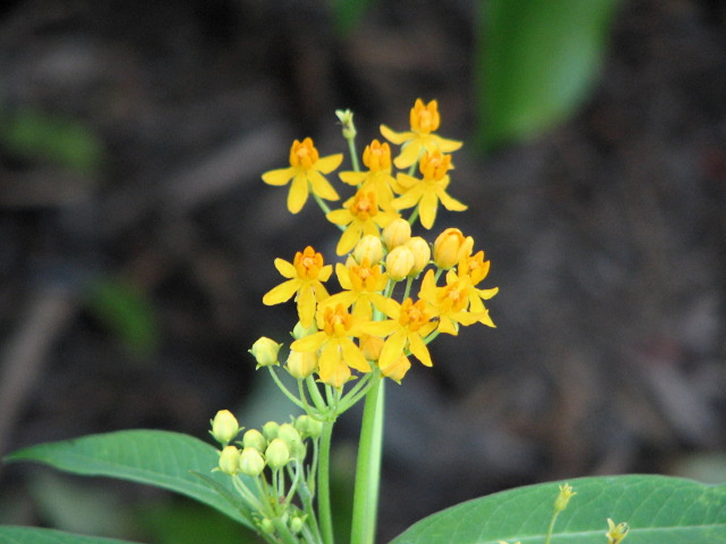 10 Bright YELLOW MILKWEED Butterfly Weed Asclepias Tuberosa Monarch Flower Seeds