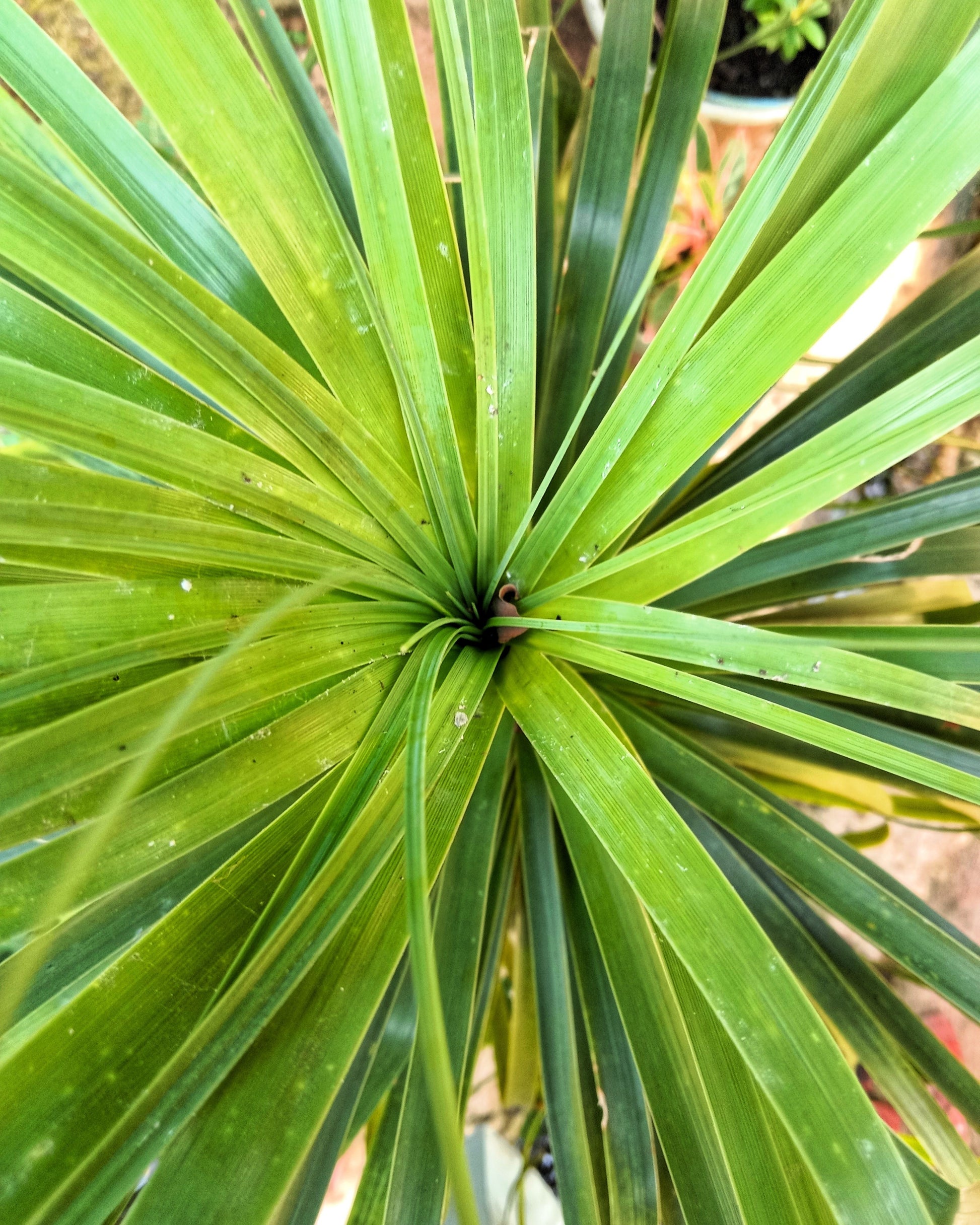 spikes dracaena 25 BLUE DRACAENA ( Spikes / Broad Leaved Cabbage Tree / Mountain Cabba – Seedville USA