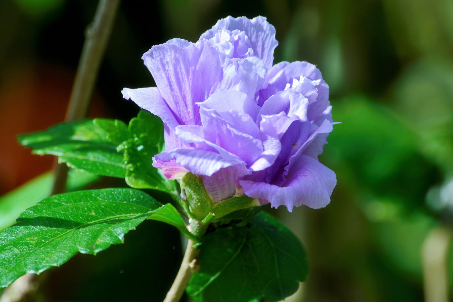 10 Purple Double ROSE Of SHARON Hibiscus Syriacus Flower Tree Shrub Seeds