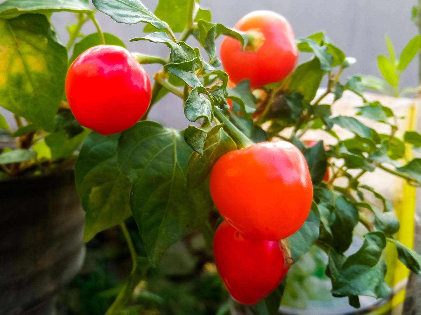 100 Red CHERRY HOTS Pepper (Finger Hots, Hot Cherry Pepper, Hot Chili Pepper, Cherry Chili Pepper, Pimienta) Capsicum Annuum Vegetable Seeds