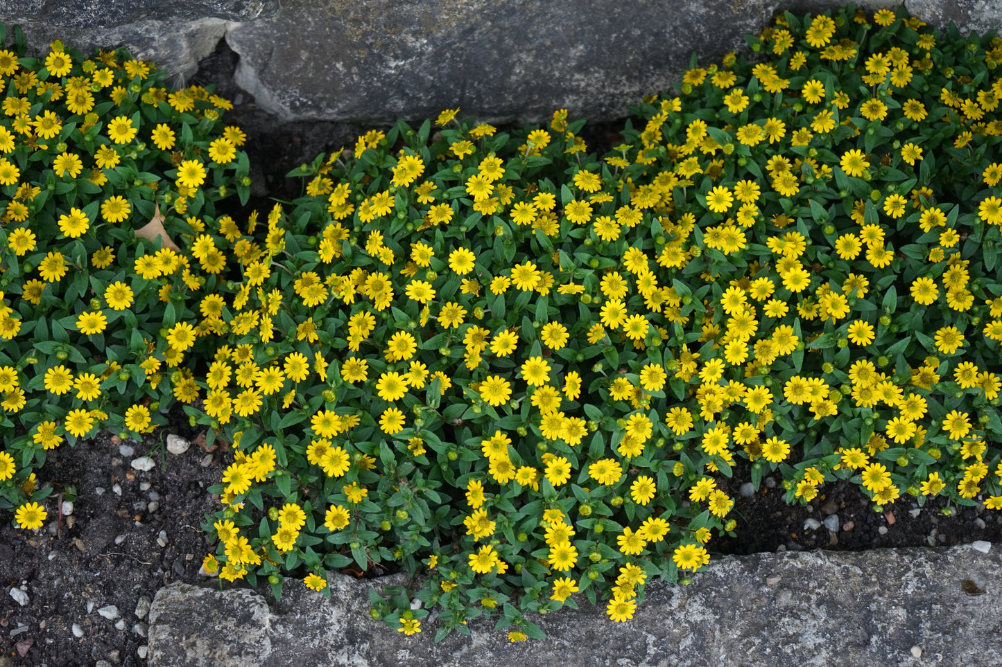 150 YELLOW CREEPING ZINNIA Sanvitalia Procumbens Seeds