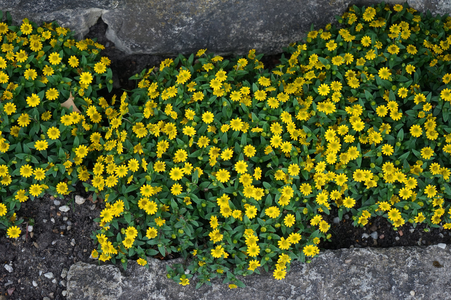 150 YELLOW CREEPING ZINNIA Perennial Sanvitalia Procumbens Seeds