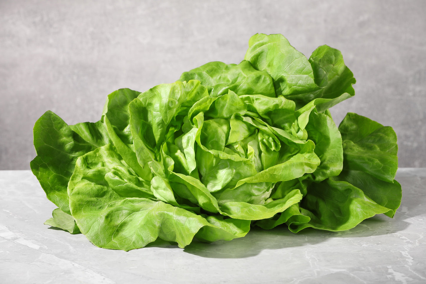 3000 BUTTERCRUNCH LEAF LETTUCE Lactuca Sativa Vegetable Seeds
