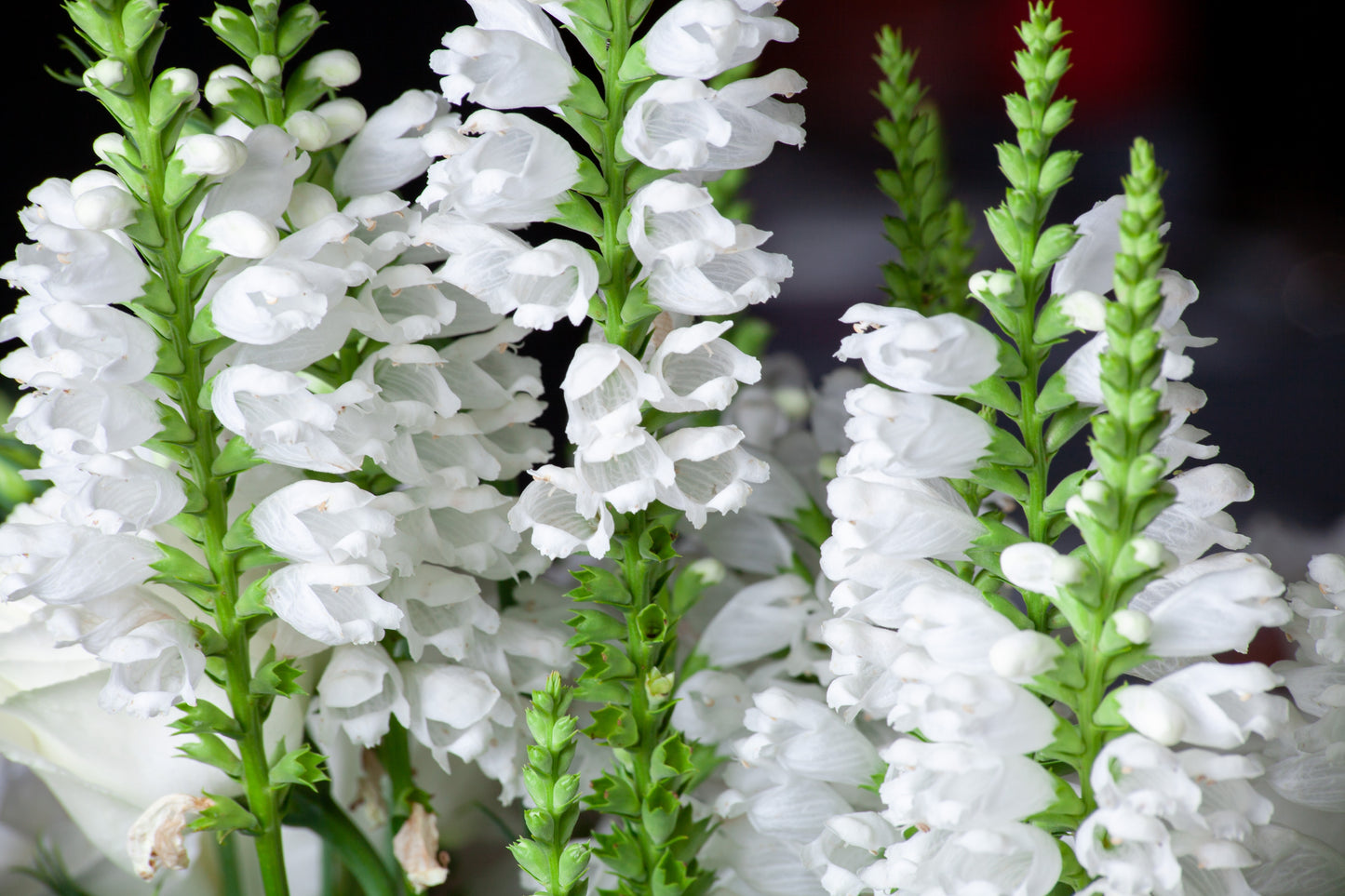 50 WHITE Showy OBEDIENT PLANT (False Dragon Head) Physostegia Virginiana Flower Seeds