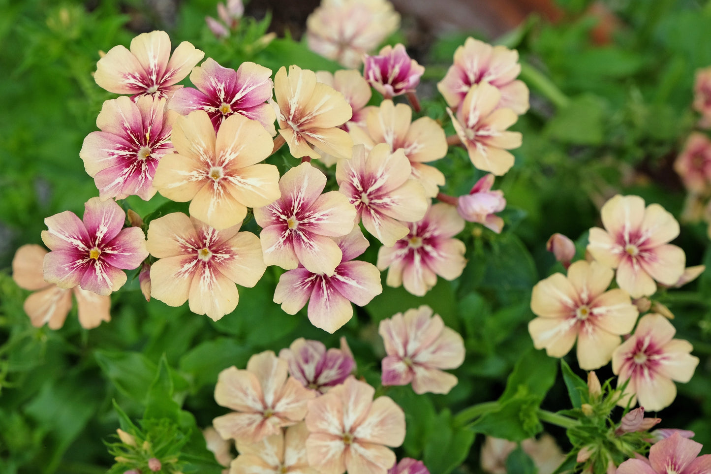 50 CHERRY CARAMEL PHLOX Drummondii Bicolor Pink Flower Seeds