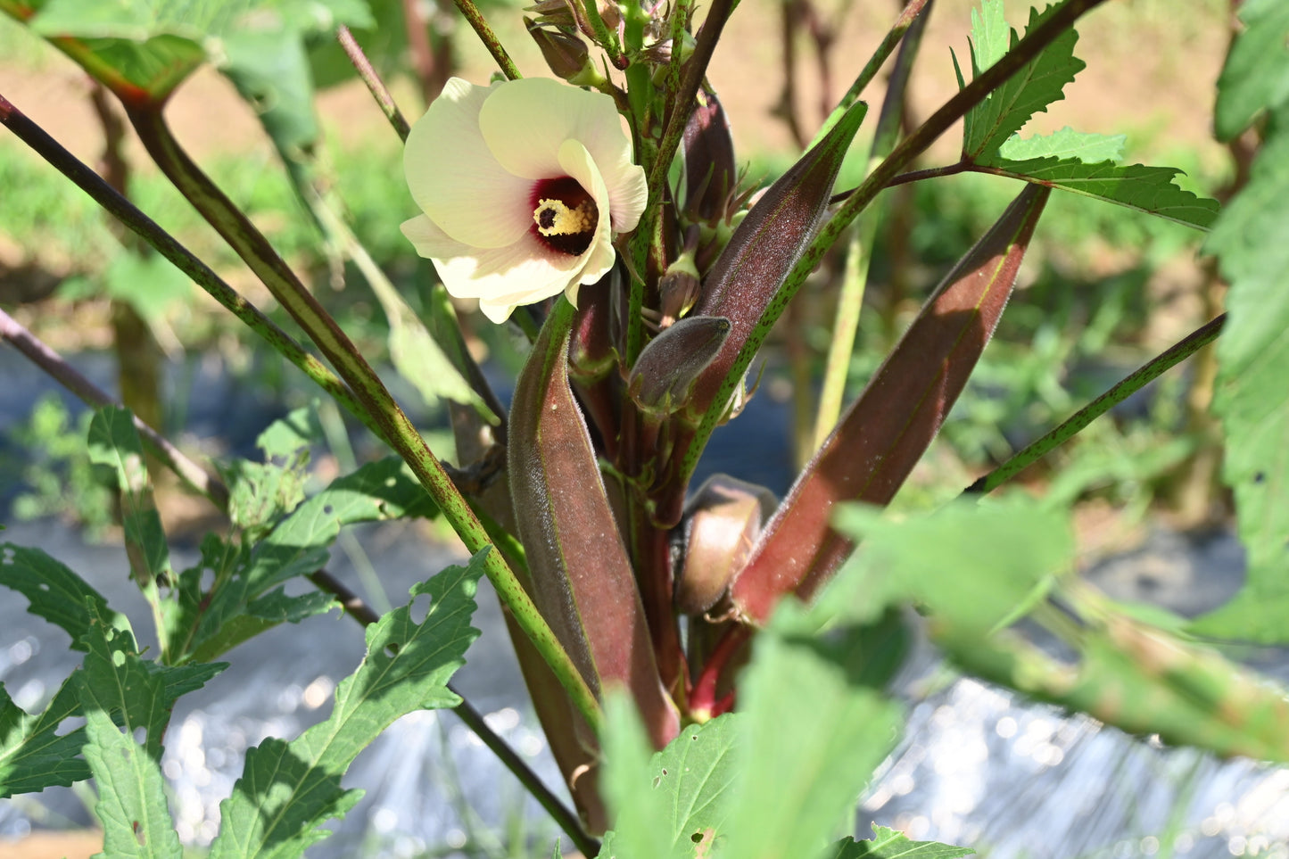 150 RED BURGUNDY OKRA Abelmoschus Esculentus Vegetable Seeds