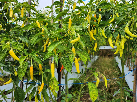 50 GOLDEN CAYENNE PEPPER Yellow Capsicum Annuum Vegetable Seeds