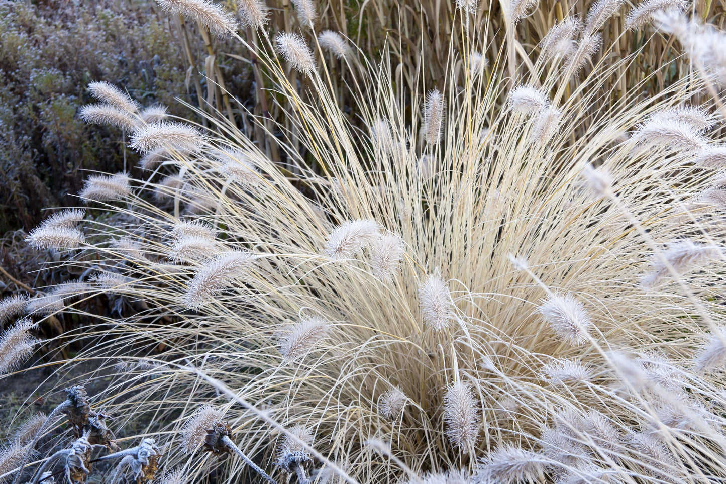 30 WHITE FOUNTAIN GRASS Pennisetum Villosum Ornamental Flower Seeds