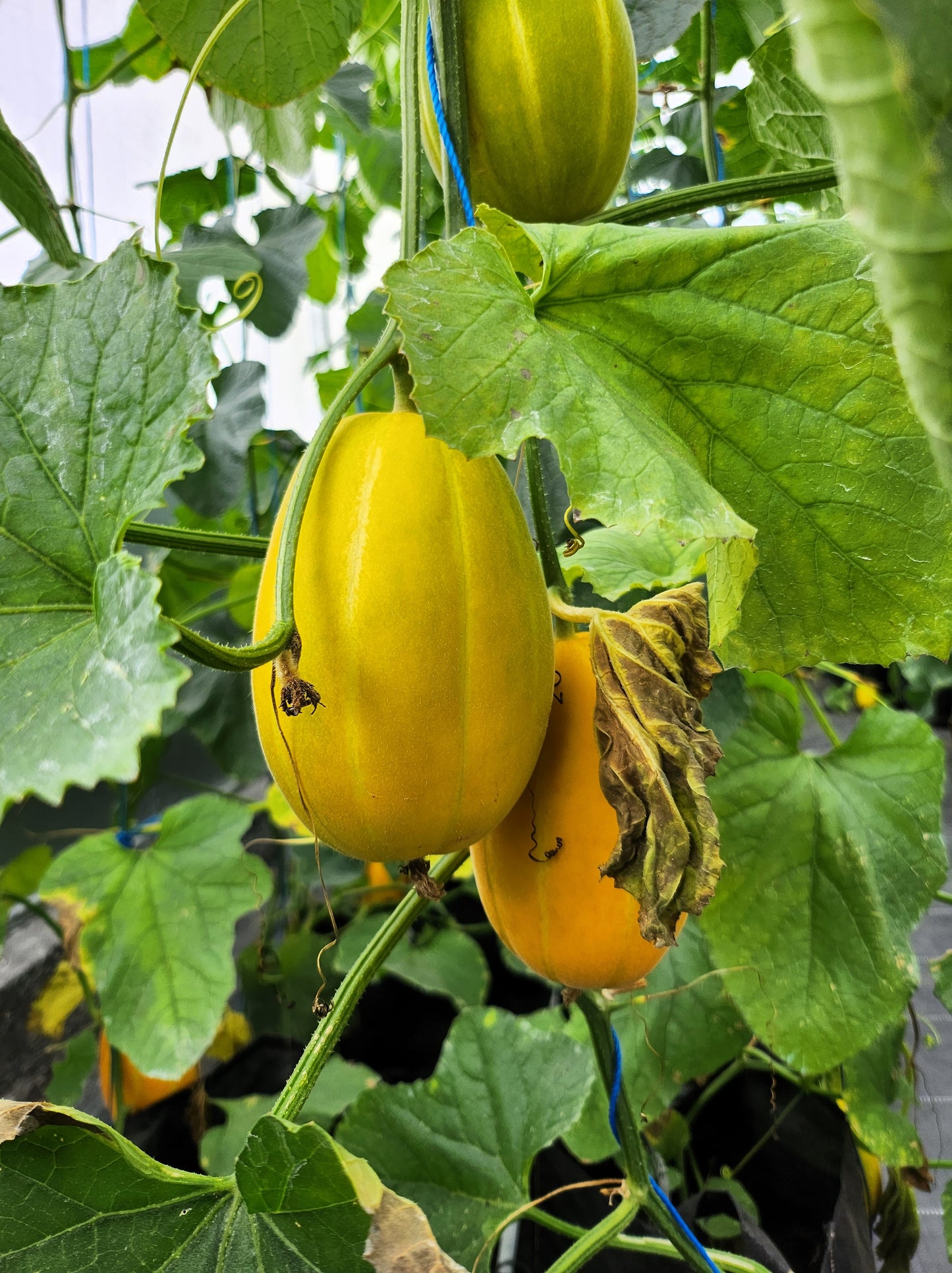 50 EARLY SILVER LINE MELON Cucumis Melo Yellow Striped Skin White Flesh Korean Fruit Seeds