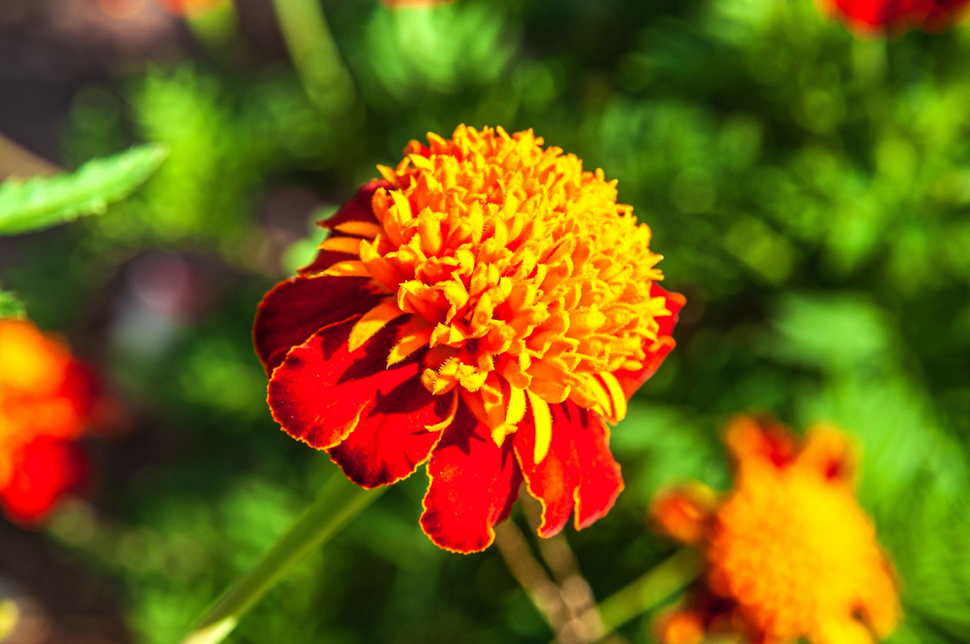 eden brothers french marigold seeds orange flame 250 DWARF DOUBLE MARIGOLD ' Orange Flame ' Tagetes Patula French Red Flower Seeds