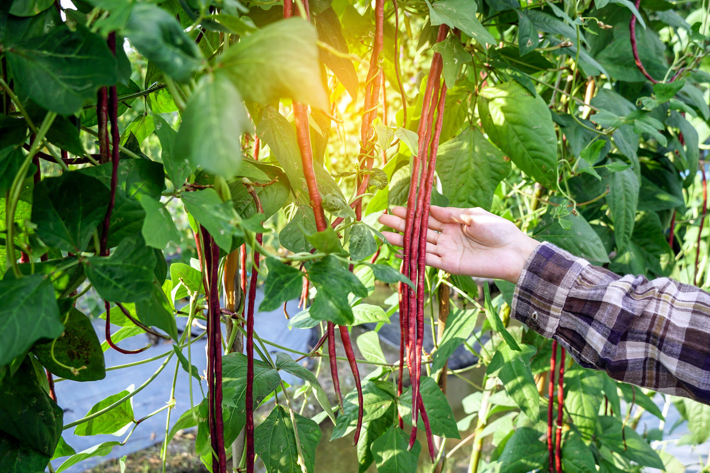 25 RED NOODLE BEAN Yard Long Asparagus Bean Chinese Phaseolus Vulgaris Legume Vegetable Seeds