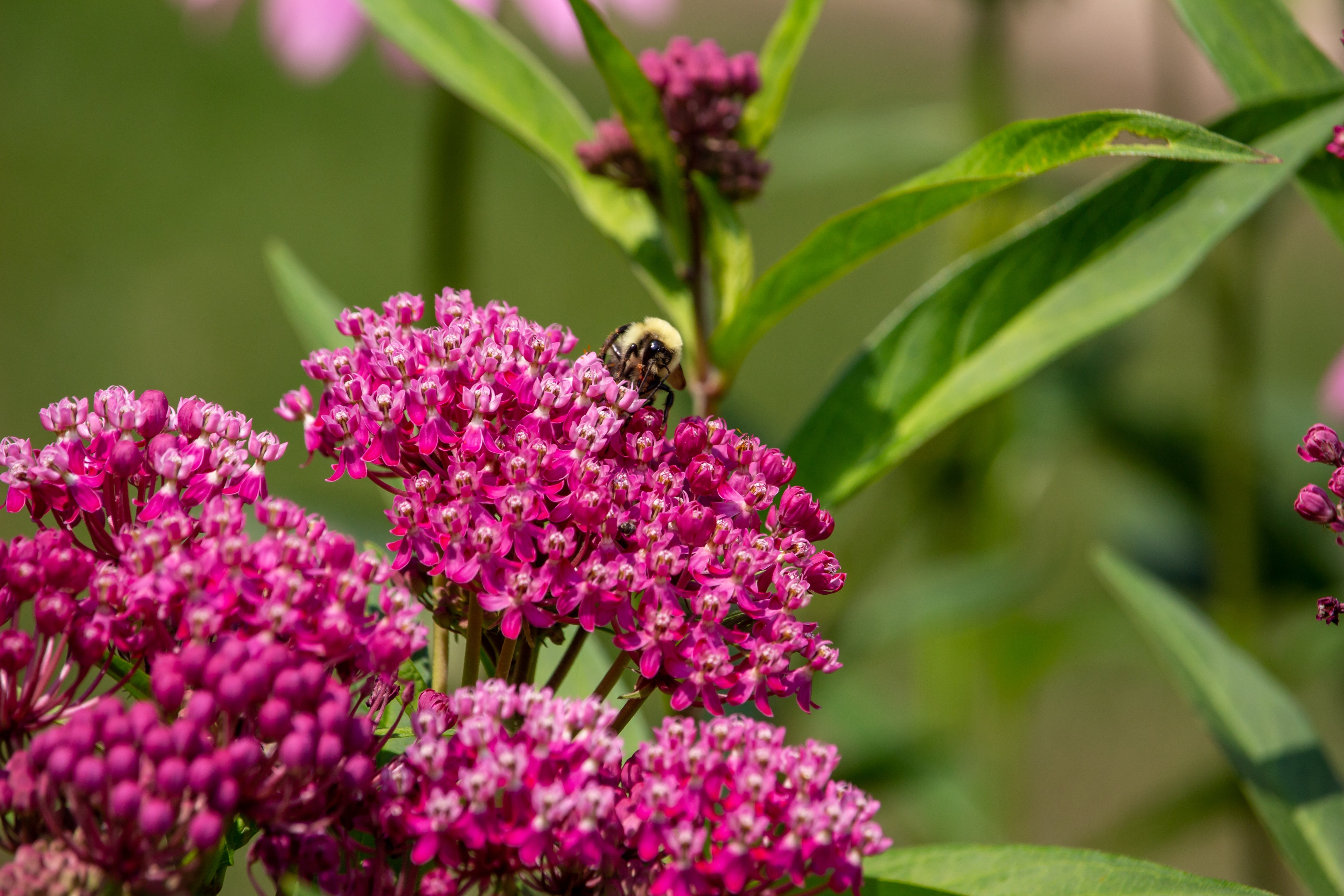 Seedville Cinderella Milkweed Seeds - Thumbnail 5