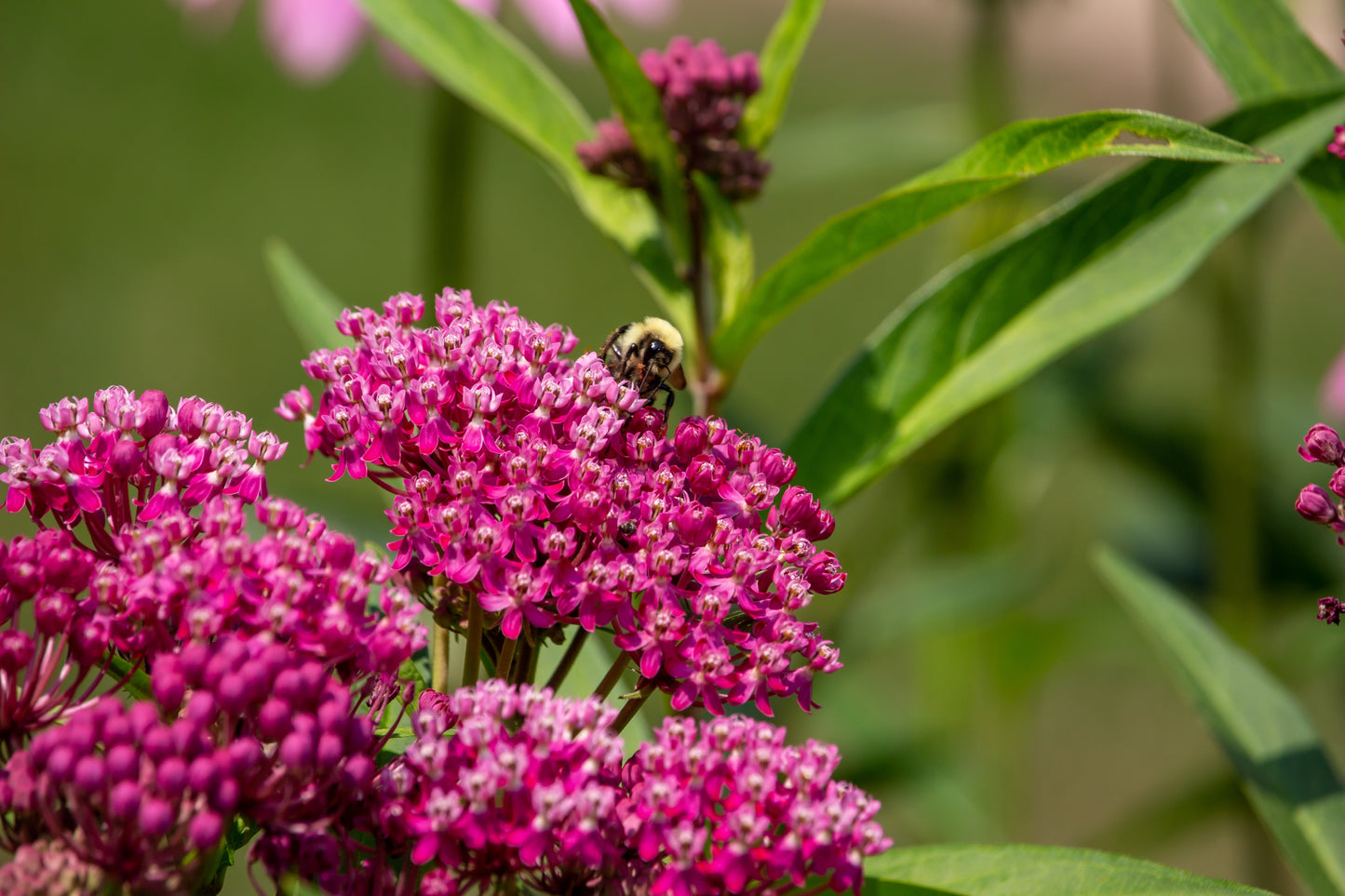 20 CINDERELLA MILKWEED Asclepias Incarnata Magenta (Pink-Purple) Flower Seeds