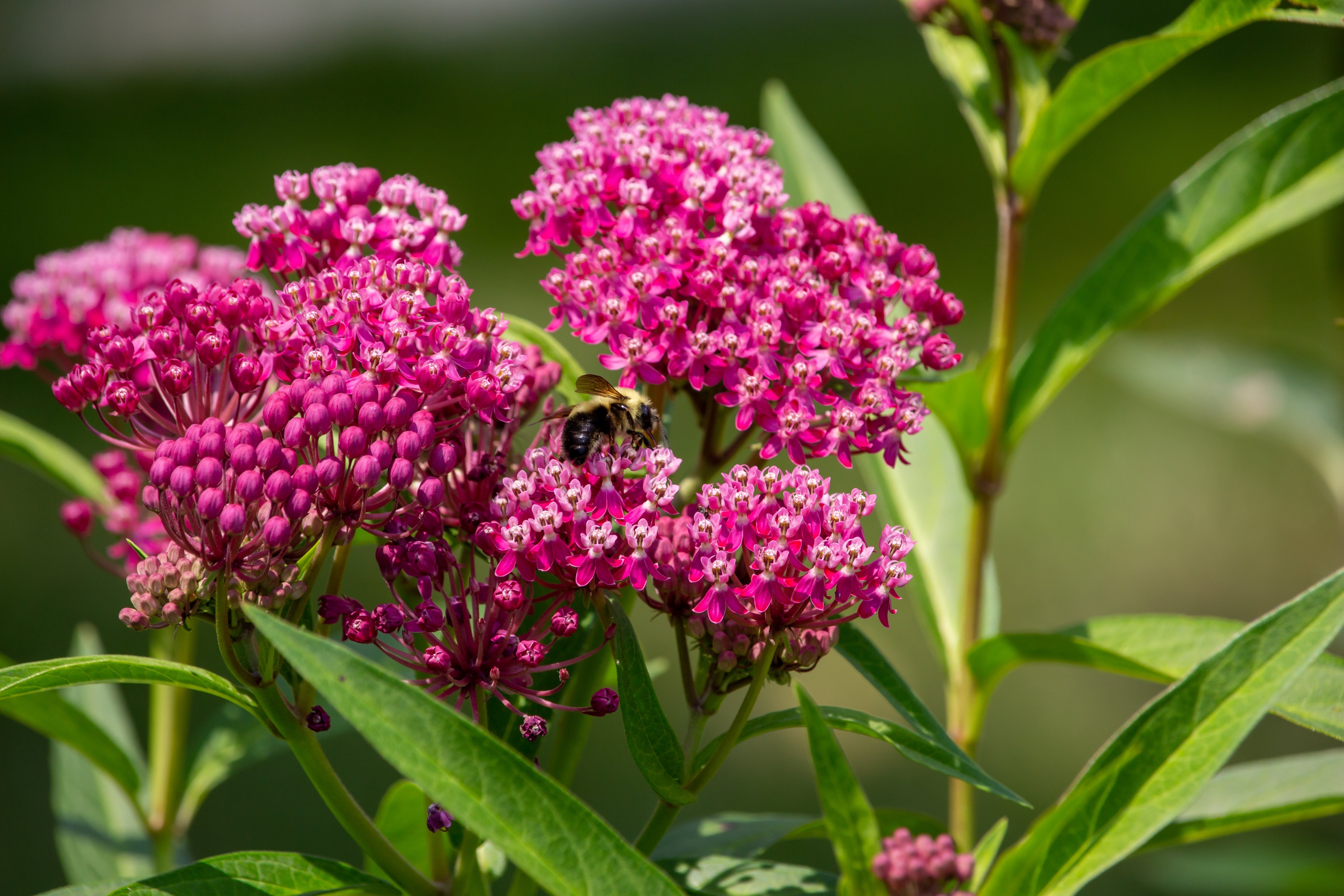 Seedville Cinderella Milkweed Seeds - Thumbnail 3