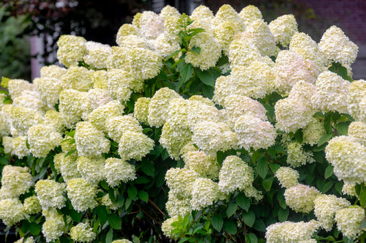 50 PEE GEE HYDRANGEA Paniculata Peegee Panicle White Pink Flower Shrub Seeds