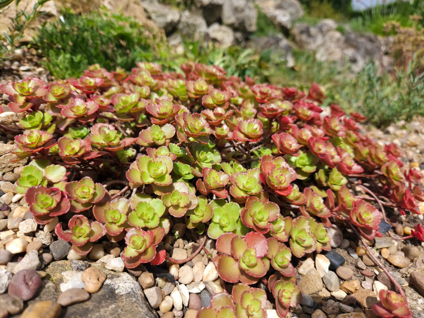 50 PURPLE CARPET SEDUM Spurium Coccineum Groundcover Flower Seeds