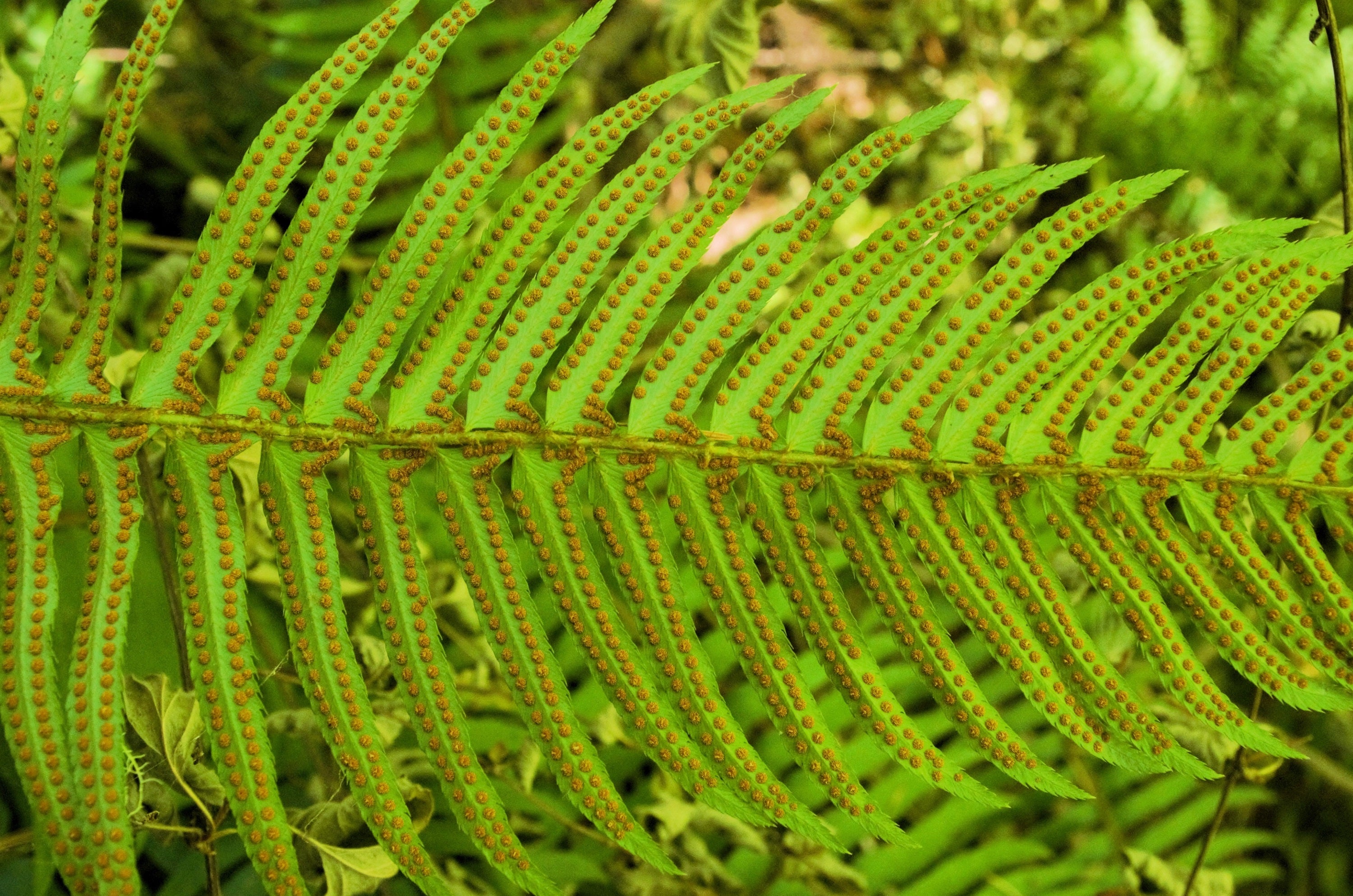 Seedville Western Sword Fern Spores