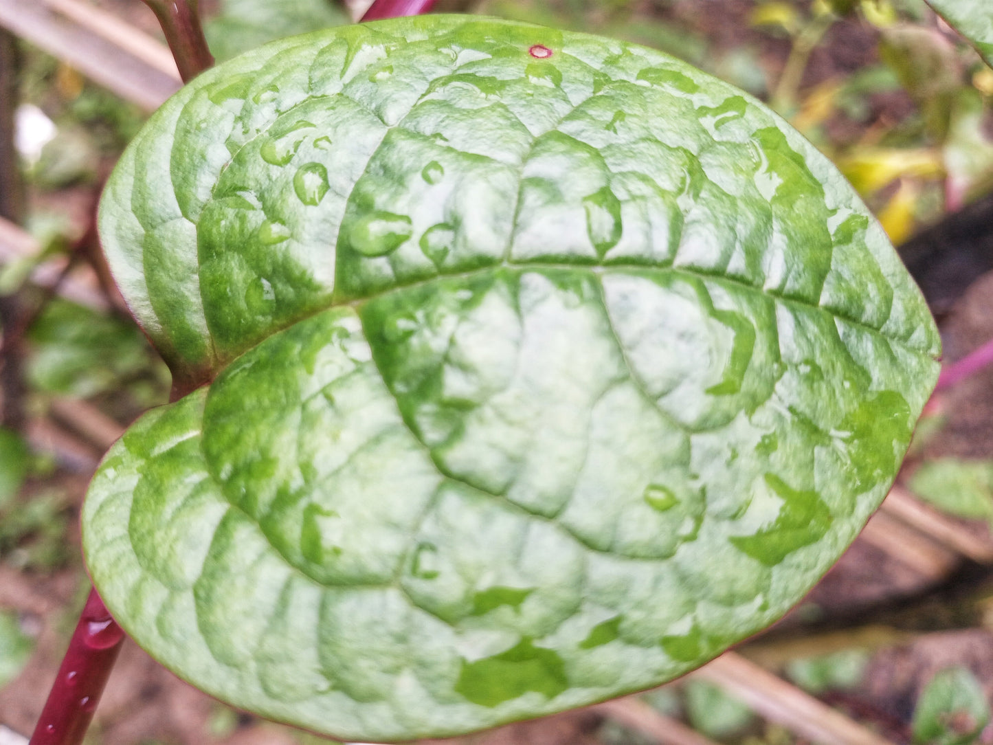 50 BIG ROUND LEAF MALABAR SPINACH Vine Ceylon Basella Alba Vegetable Seeds