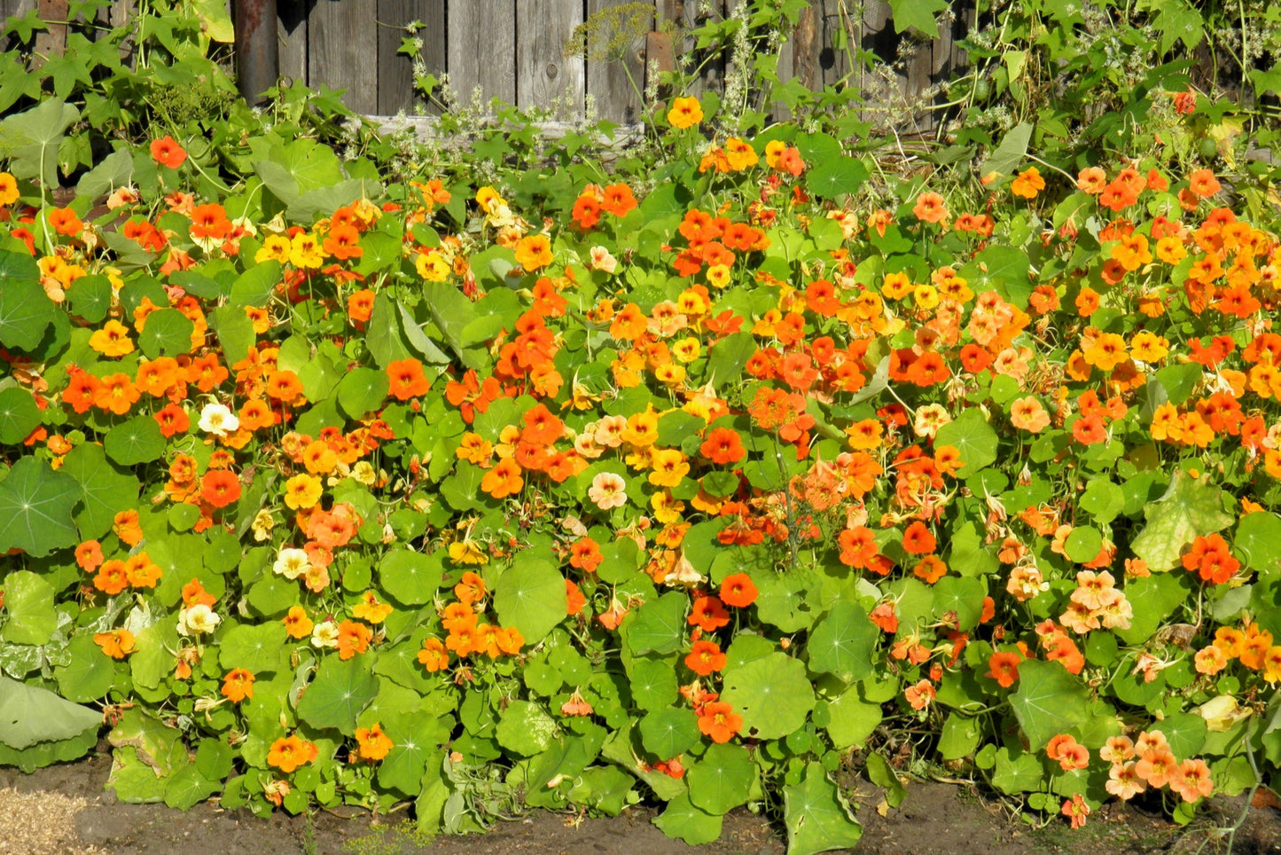 50 Mixed Colors DWARF JEWEL NASTURTIUM Tropaeolum Minus Flower Seeds