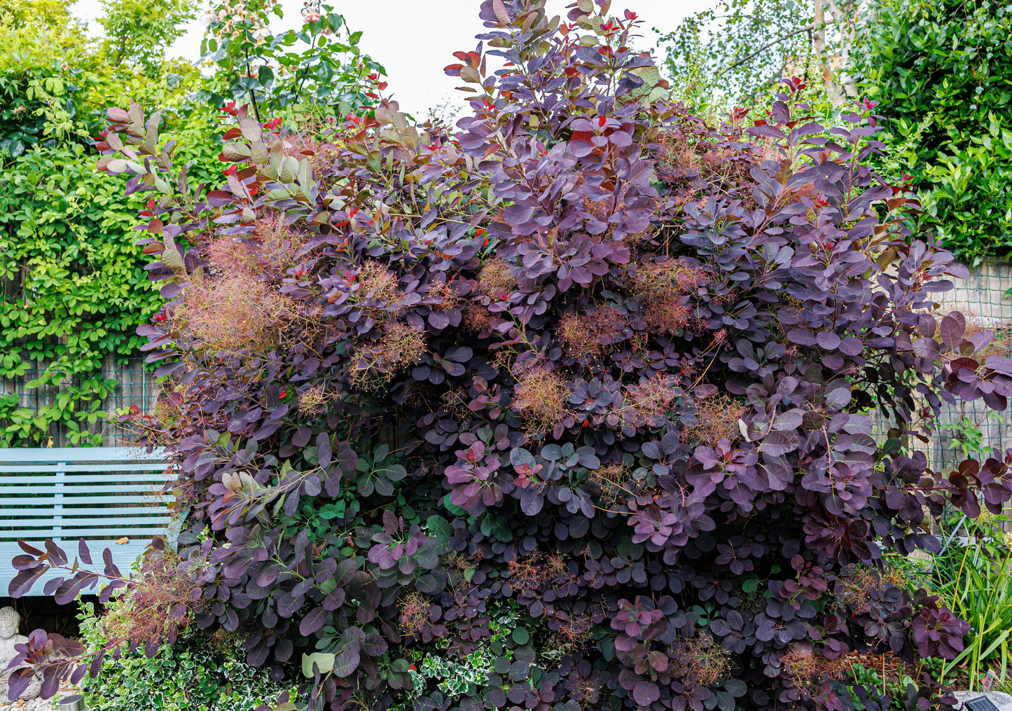 30 PURPLE SMOKE TREE Shrub Smokebush Cotinus Coggygria Rhus Cotinus Sumach Seeds
