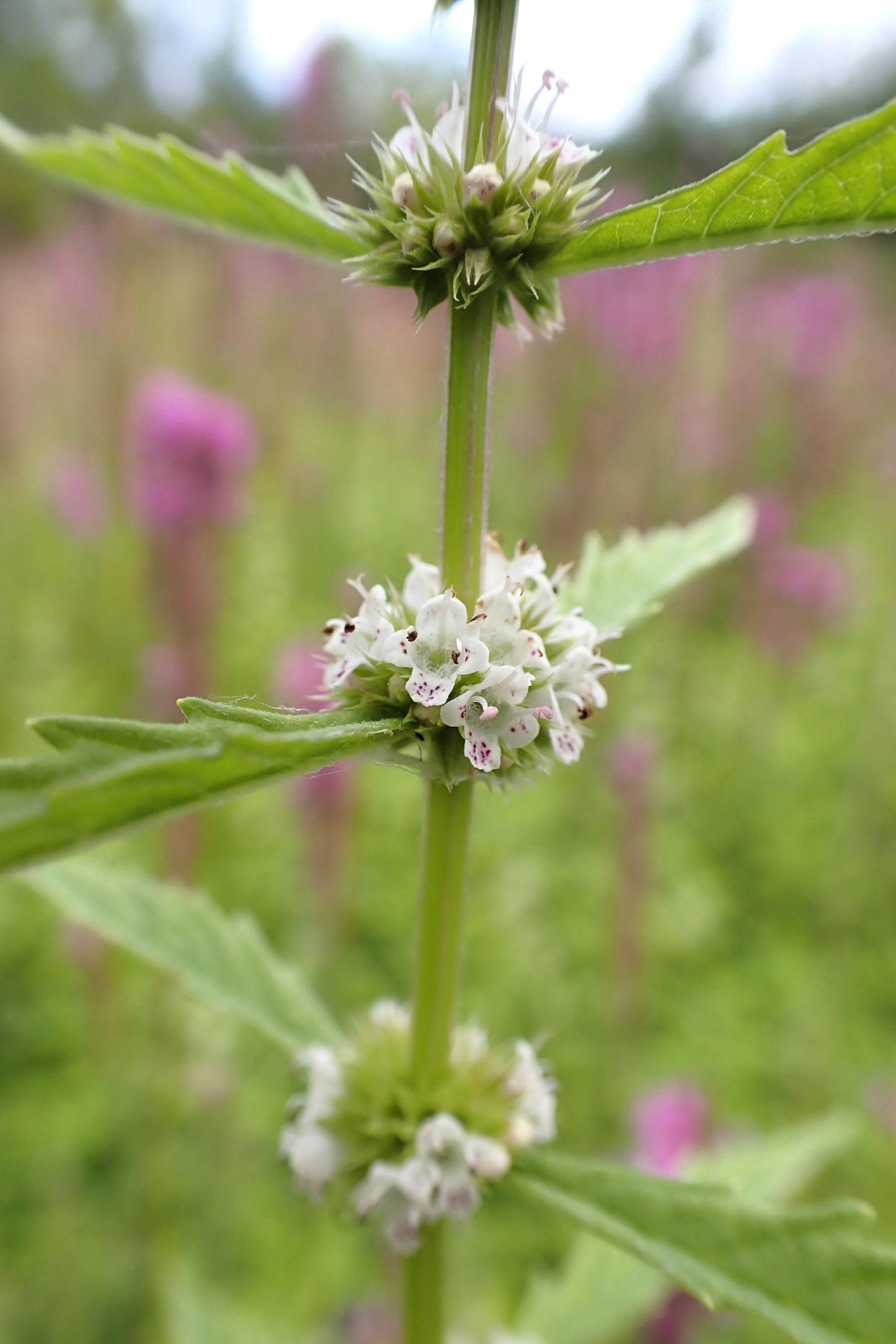 20 WATER HOREHOUND Lycopus Americanus American Bugleweed Herb Flower Seeds