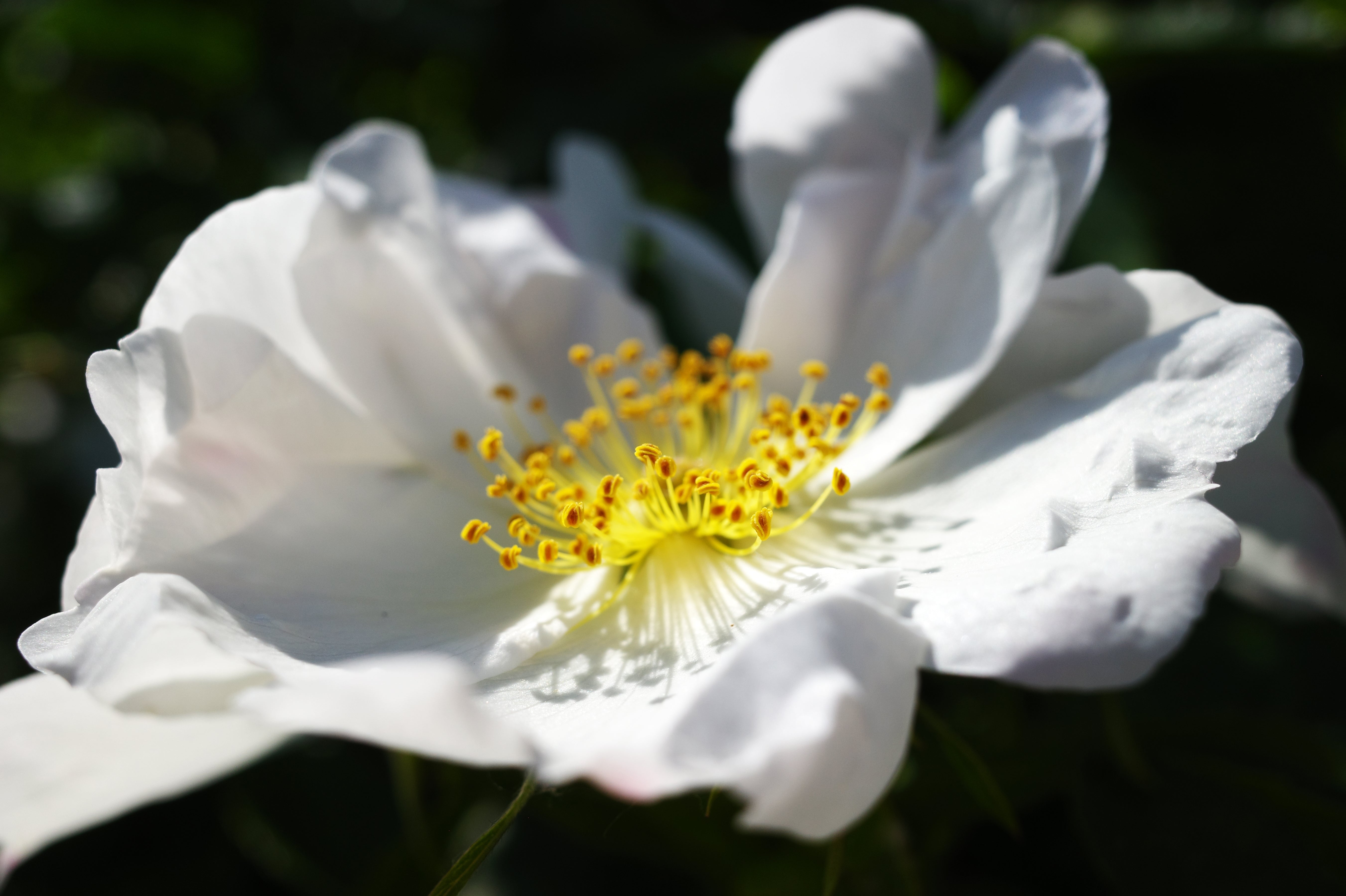 10 WHITE JAPANESE ROSE Rosa Rugosa Alba Bush Rugosa Rose Flower