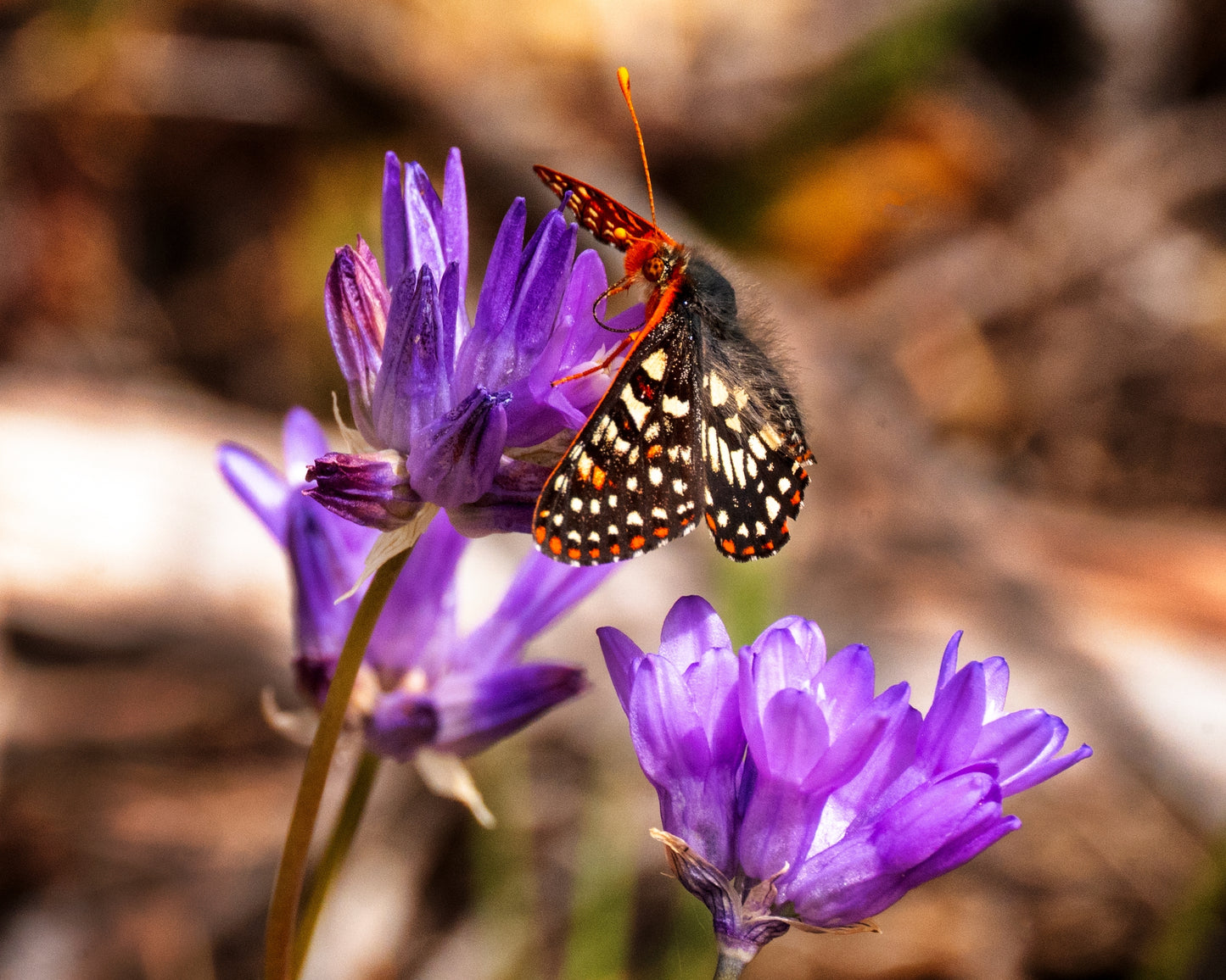 30 WILD BLUE HYACINTH Dichelostemma Blue Dicks Purplehead Brodiaea Brodiea Native Hummingbird Flower Seeds