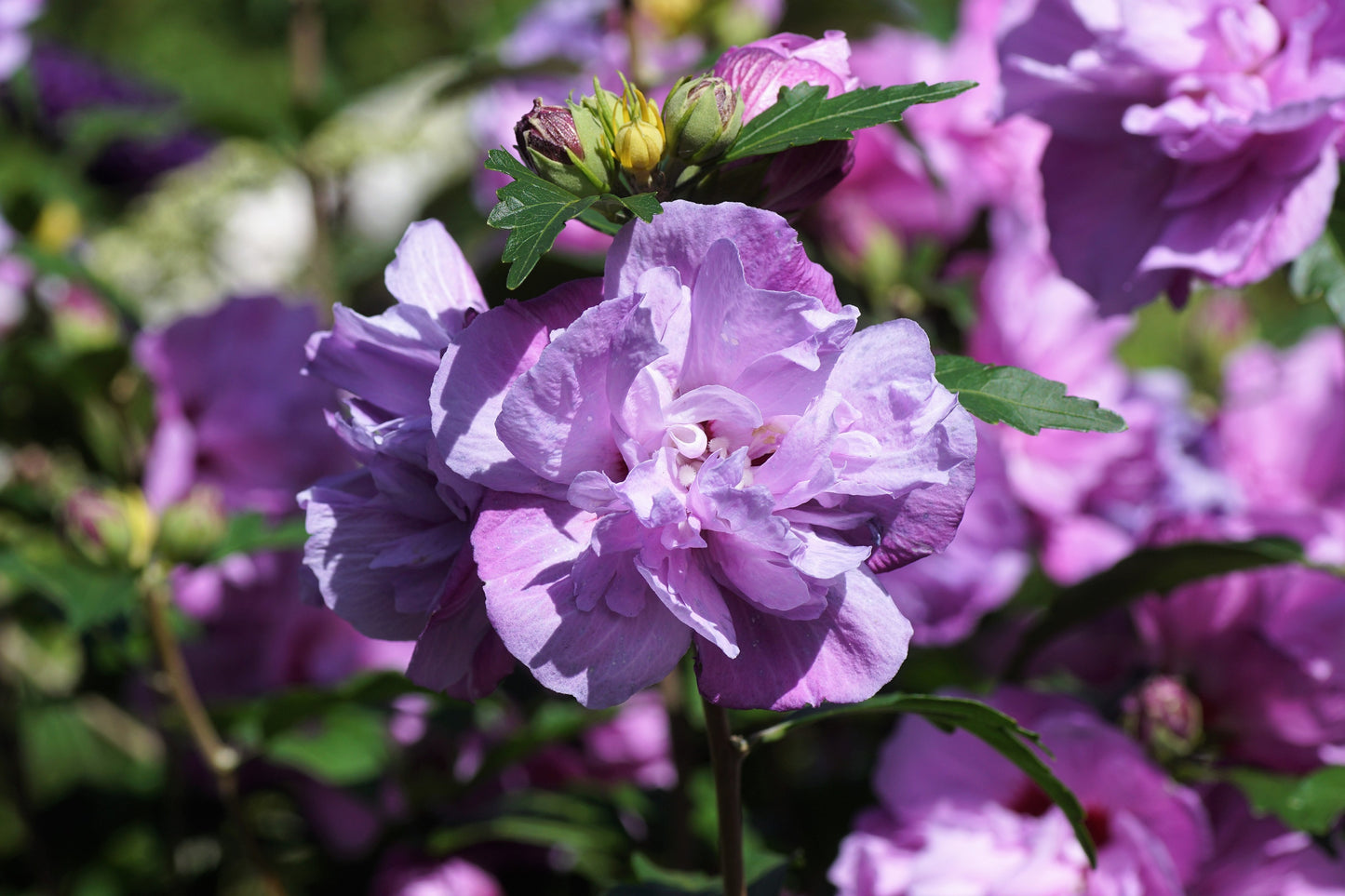 10 Purple Double ROSE Of SHARON Hibiscus Syriacus Flower Tree Shrub Seeds