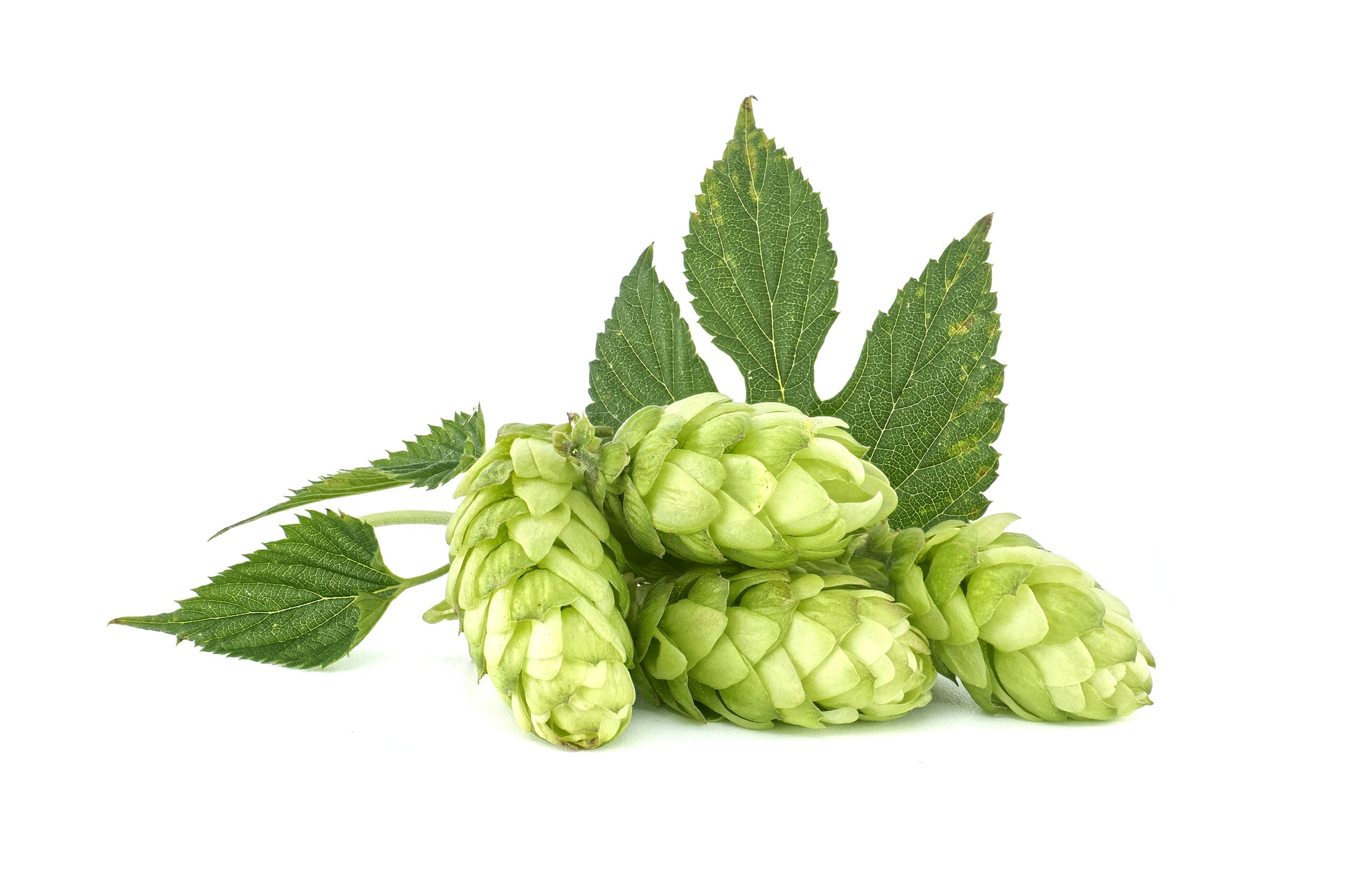 hops plant seeds 25 COMMON HOPS European Humulus Lupulus Vine Seeds Beer Making Ingredient Seeds