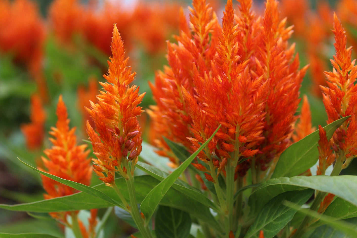 150 Mixed PAMPAS PLUMES COCKSCOMB Celosia Plumosa Flower Seeds