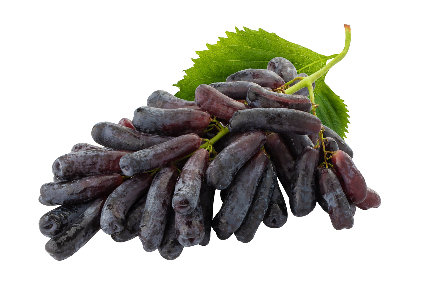 5 BLACK FINGER GRAPE Vitis Viniferia Fruit Vine Seeds