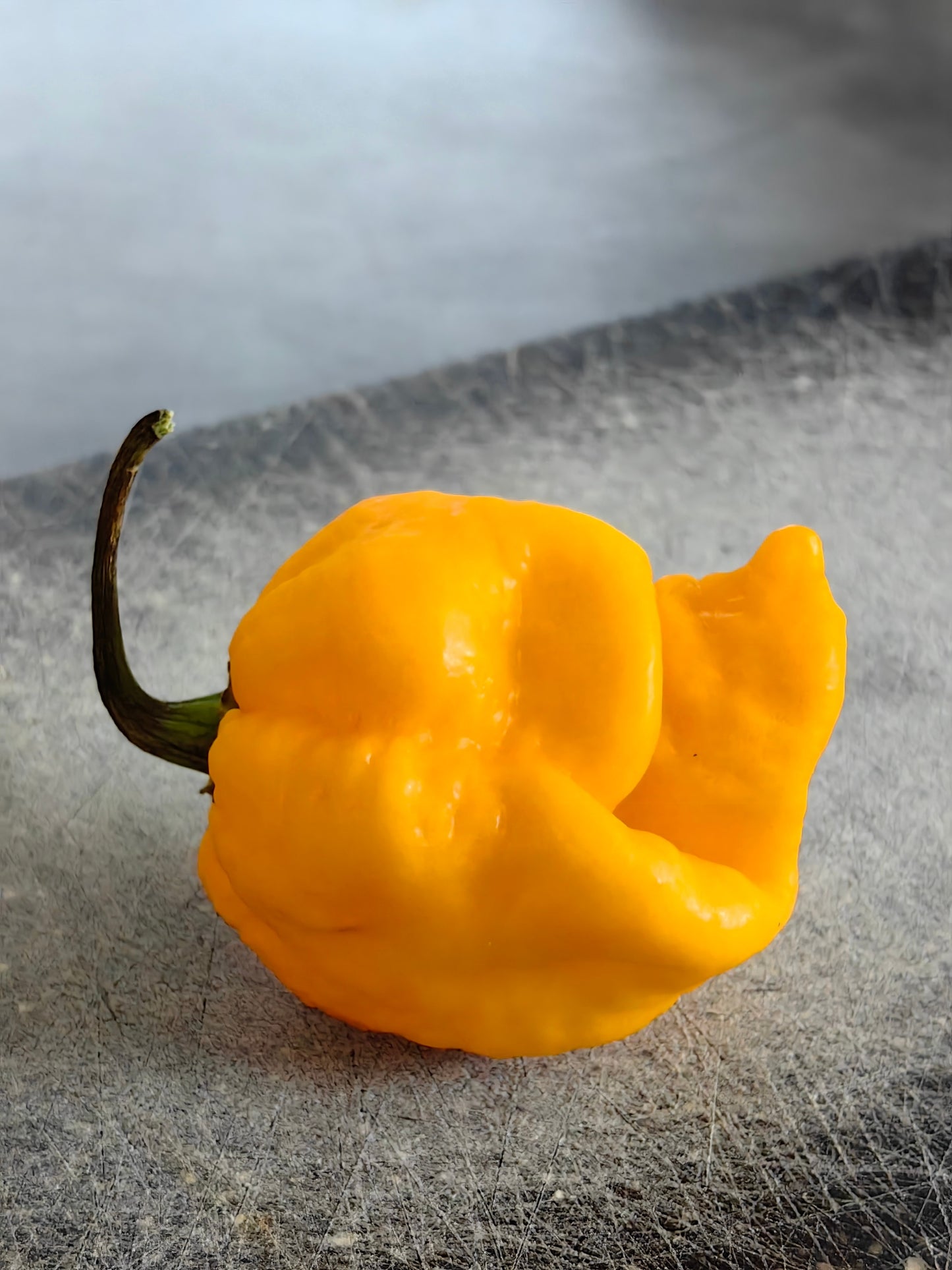 10 Yellow CAROLINA REAPER PEPPER World's Hottest Capsicum Chinense Hot Chili Vegetable Seeds