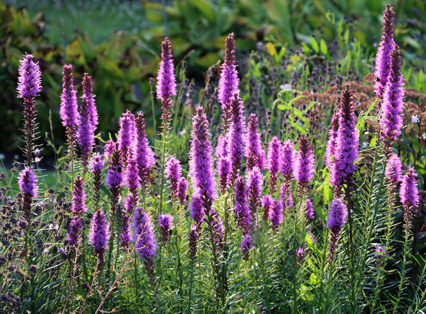 500 Purple BLAZING STAR Gayfeather LIATRIS Spicata Flower Seeds