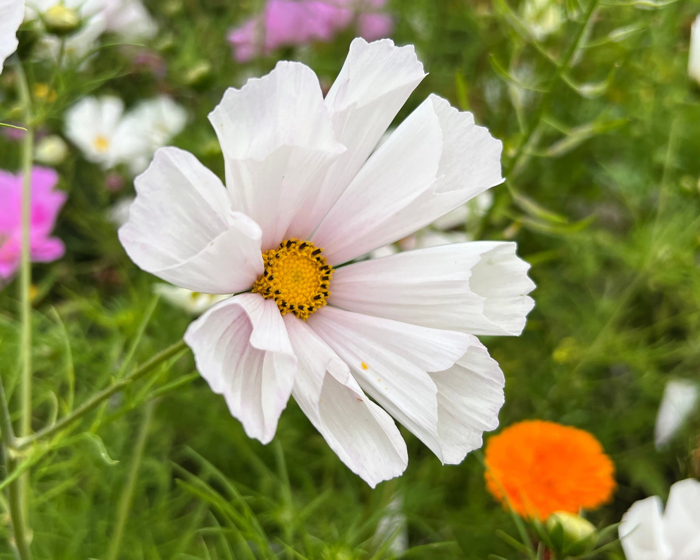 200 COSMOS SEASHELLS Cosmos Bipinnatus Sea Shells Flower Seeds