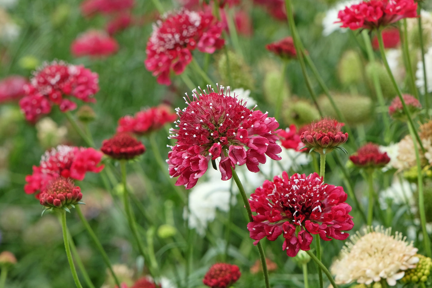 50 FINEST MIXED Colors SCABIOSA (Mourning Bride / Pin Cushion) Scabiosa Atropurpurea Flower Seeds