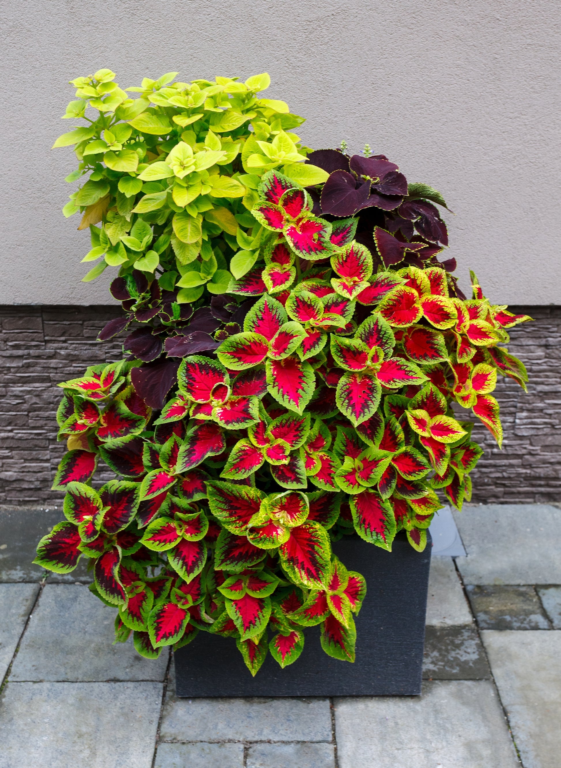 rainbow house plant 100 Mixed Colors COLEUS RAINBOW MIX Shade Houseplant Solenostemon Flow – Seedville USA