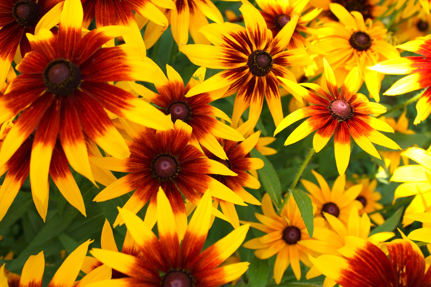 4000 Indian Summer GLORIOSA DAISY Rudbeckia Hirta Red Yellow Brown Flower Seeds