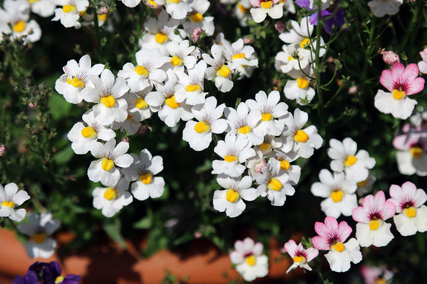 50 WHITE KNIGHT NEMESIA Strumosa Flower Seeds