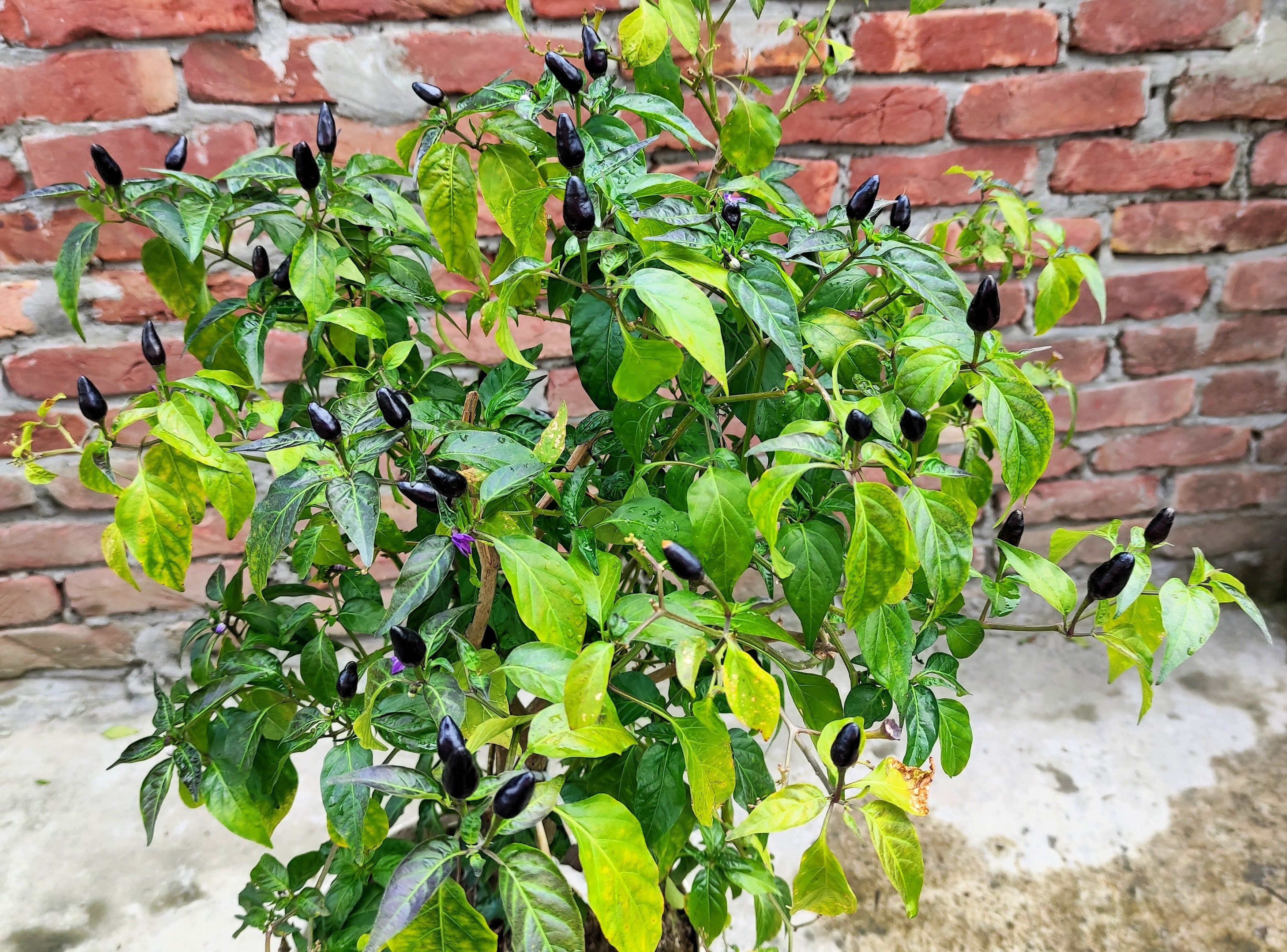 20 FILIUS BLUE PEPPER Capiscum Annuum Christmas Pepper Vegetable Seeds ...