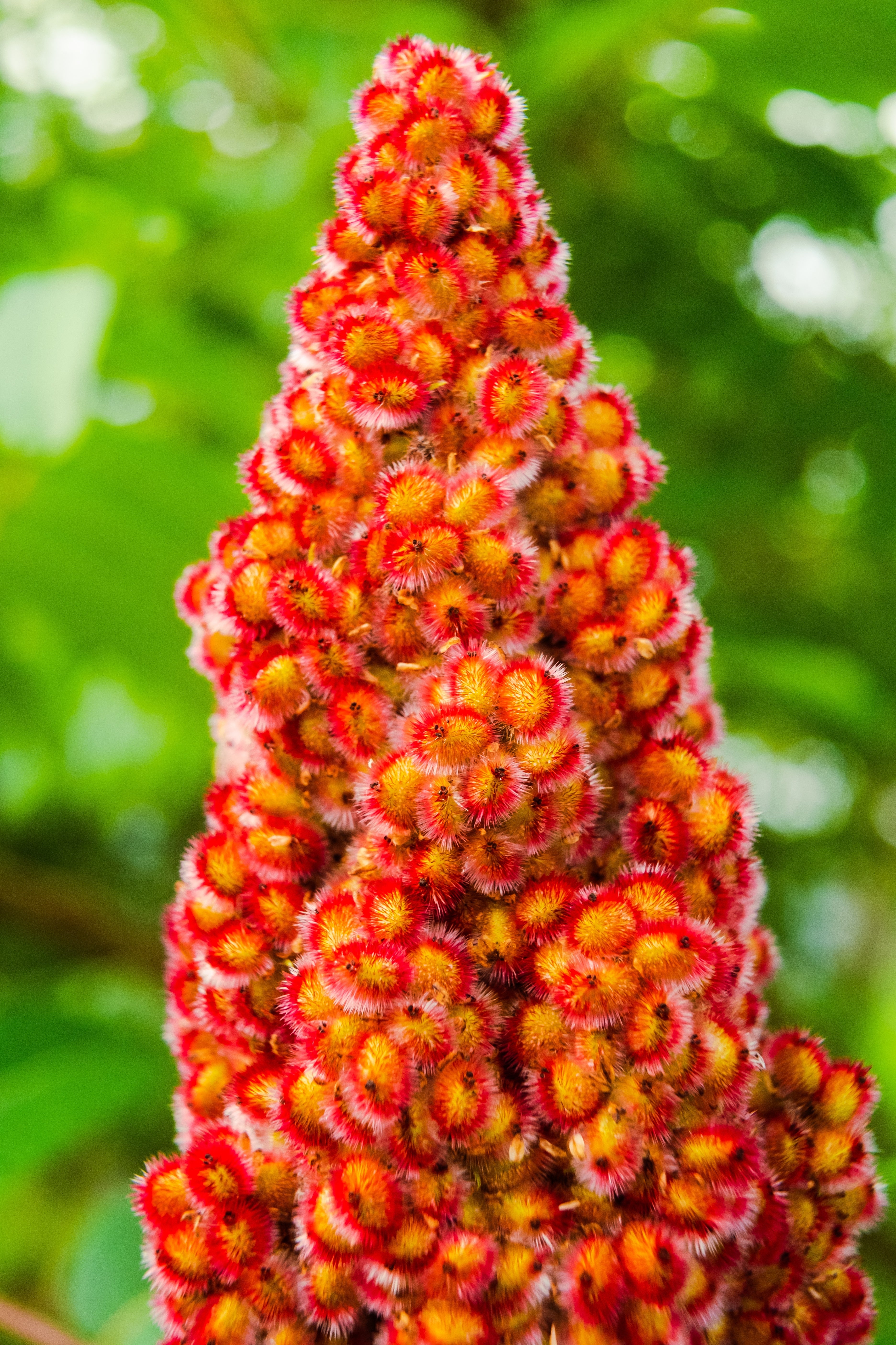 コウキリョウ 50 STAGHORN SUMAC TREE Rhus Typhina Yellow Flowers Red Berries