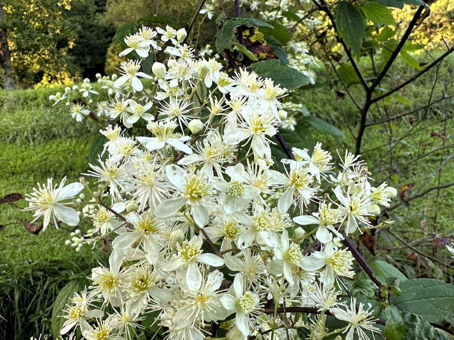 20 WHITE CLEMATIS Virginiana / Virgins Bower Flower Vine Seeds